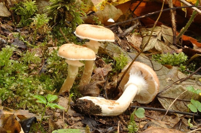 Armillaria gallica?